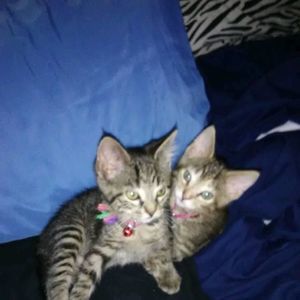 Meet your Posher, Mcallister